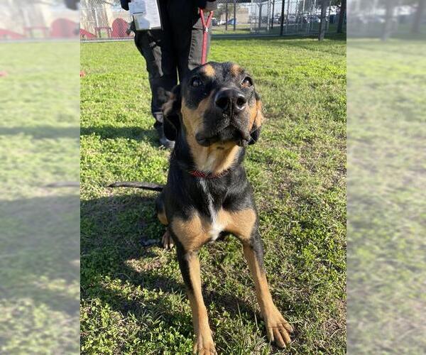 Medium Photo #1 Shepweiller Puppy For Sale in Corpus Christi, TX, USA