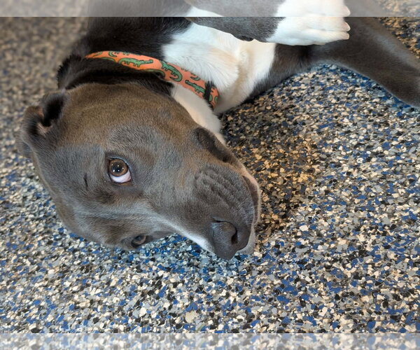 Medium Photo #3 Labrador Retriever-Unknown Mix Puppy For Sale in Holly Springs, NC, USA