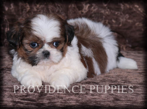 Medium Photo #16 Shih Tzu Puppy For Sale in COPPOCK, IA, USA