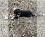 Small Photo #9 Australian Shepherd-Texas Heeler Mix Puppy For Sale in IBERIA, MO, USA