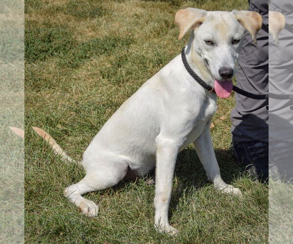Medium Photo #3 Catahoula Leopard Dog-Unknown Mix Puppy For Sale in Huntley, IL, USA