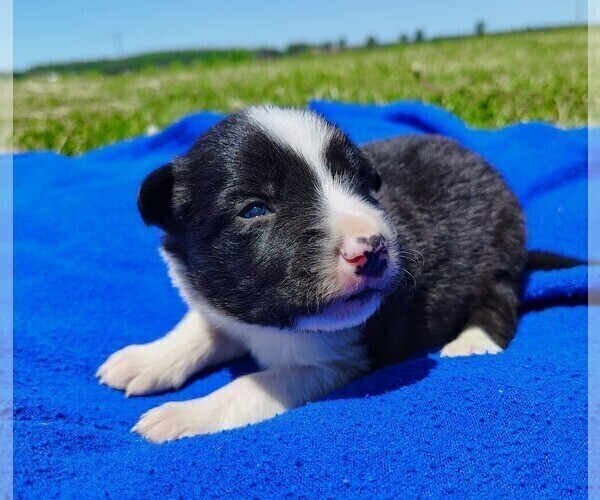 Medium Photo #93 Border Collie Puppy For Sale in NORBORNE, MO, USA