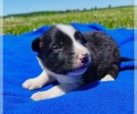 Small Photo #93 Border Collie Puppy For Sale in NORBORNE, MO, USA