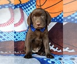 Small #7 Labrador Retriever