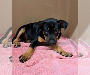 Mutt Dogs for adoption in Clarkesville, GA, USA