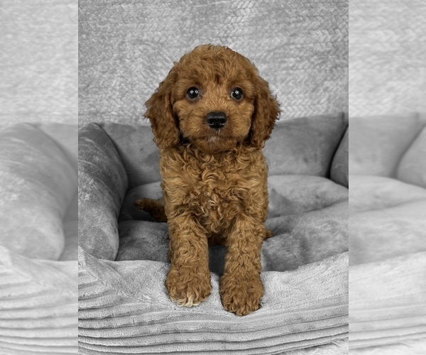 Medium Photo #2 Goldendoodle (Miniature) Puppy For Sale in FRANKLIN, IN, USA