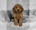 Small #1 Goldendoodle (Miniature)
