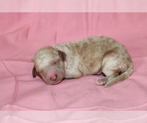 Goldendoodle (Miniature) Puppy for sale in BLMGTN, IN, USA