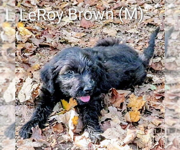Medium Photo #2 Labrador Retriever-Unknown Mix Puppy For Sale in Aurora, IN, USA
