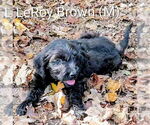 Small #1 Labrador Retriever Mix