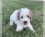 Puppy Shiner Goldendoodle (Miniature)