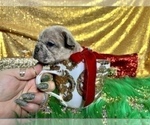 Small Photo #105 French Bulldog Puppy For Sale in HAYWARD, CA, USA