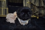 Small Photo #8 Shih Tzu Puppy For Sale in HAYWARD, CA, USA