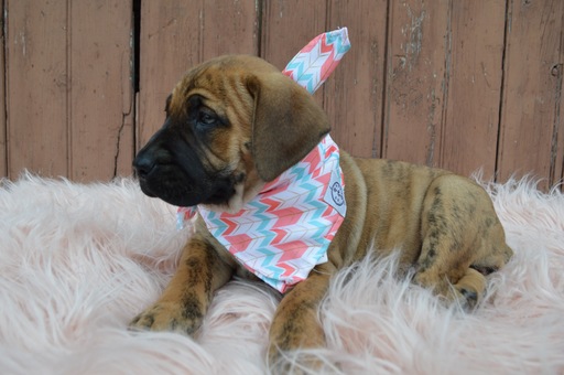 Medium Photo #4 Boerboel Puppy For Sale in HONEY BROOK, PA, USA