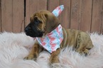 Small Photo #4 Boerboel Puppy For Sale in HONEY BROOK, PA, USA