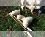 Small Photo #4 Great Pyrenees Puppy For Sale in ALTAVISTA, VA, USA