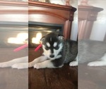 Small Photo #3 Siberian Husky Puppy For Sale in FORT WAYNE, IN, USA