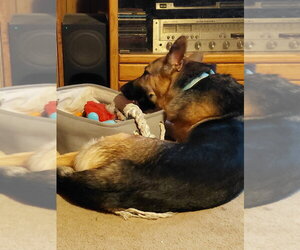 Josie C. - Female German Shepherd Dog Dog for Adoption - Photo #5