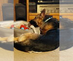Small #4 German Shepherd Dog