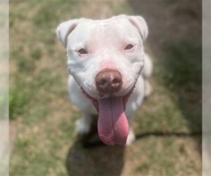 American Pit Bull Terrier Dogs for adoption in Waco, TX, USA