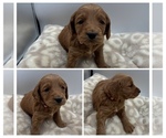 Puppy Orange Girl Goldendoodle mix (+ Poodle Miniature)