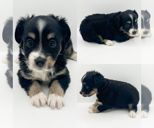 Miniature Australian Shepherd Puppy for sale in BROOKER, FL, USA