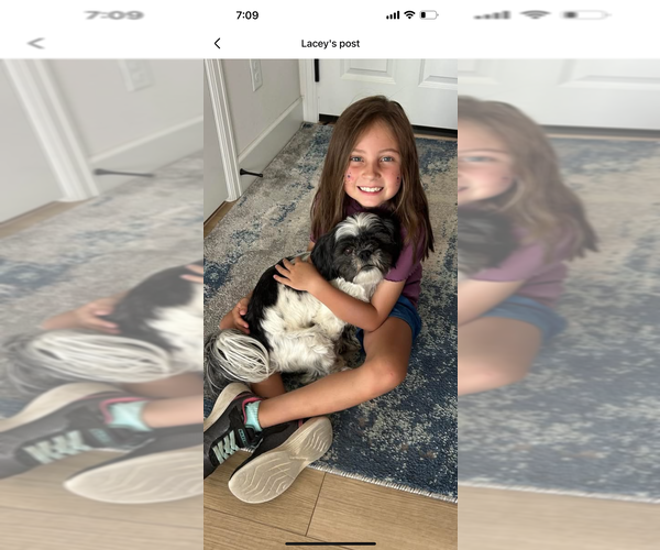 Medium Photo #1 ShihPoo Puppy For Sale in MEAD, CO, USA