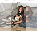 Small Photo #1 ShihPoo Puppy For Sale in MEAD, CO, USA