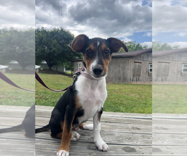 Medium Photo #3 Mutt Puppy For Sale in Candler, NC, USA