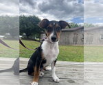 Small #2 Mutt
