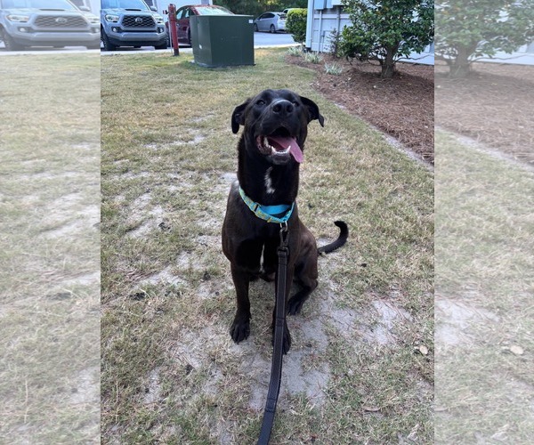 Medium Photo #3 Labrador Retriever-Unknown Mix Puppy For Sale in Mount Pleasant, SC, USA