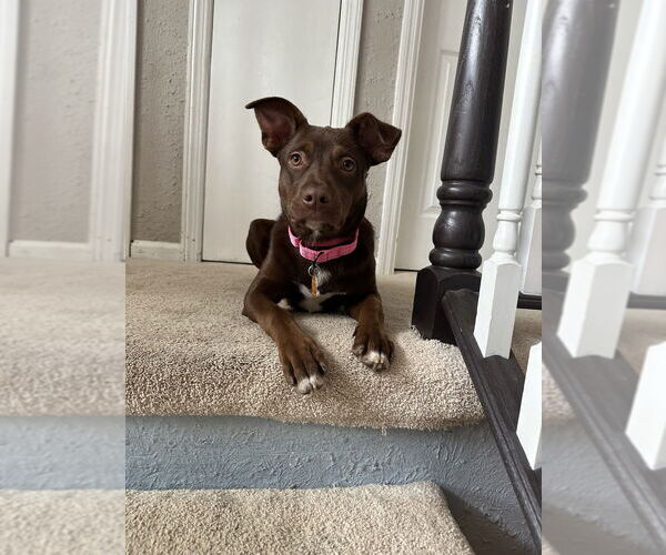 Medium Photo #3 Labrador Retriever-Unknown Mix Puppy For Sale in Brewster, NY, USA