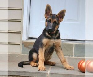 German Shepherd Dog Puppy for sale in COATESVILLE, PA, USA