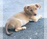 Small #2 Chiweenie