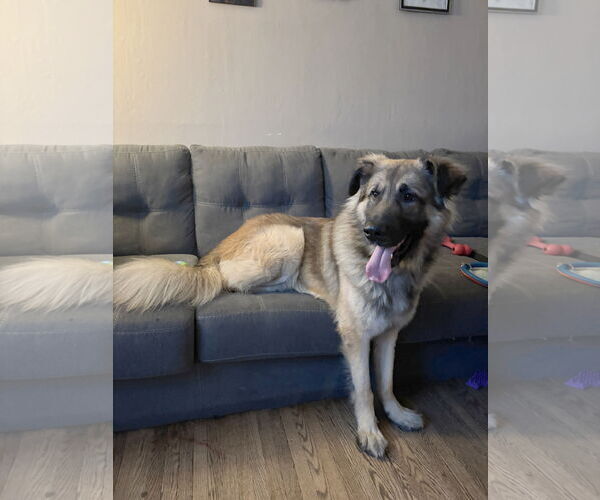 Medium Photo #2 Mutt Puppy For Sale in Minneapolis, MN, USA