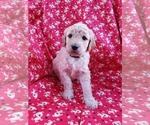 Small Photo #7 Double Doodle Puppy For Sale in BELLVILLE, OH, USA