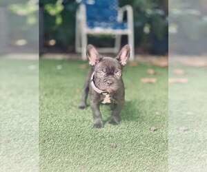 French Bulldog Puppy for sale in BOCA RATON, FL, USA