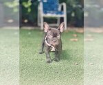 Small French Bulldog