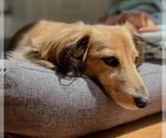Small #1 Dachshund