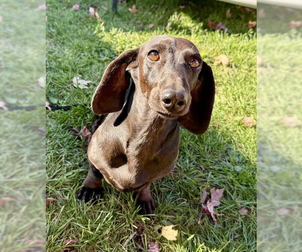 Medium Photo #1 Dachshund Puppy For Sale in St. Louis Park, MN, USA