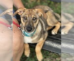 Small #2 Mutt