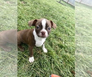Boston Terrier Puppy for sale in BEECH GROVE, IN, USA