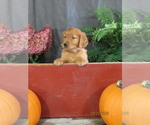 Rudolf - Male Golden Retriever Puppy for Sale - Photo #3