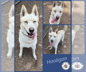 Huskies -Unknown Mix Dogs for adoption in Princeton, British Columbia, Canada