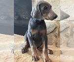 Puppy black collar Doberman Pinscher