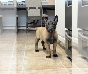 Belgian Malinois Puppy for sale in OAK FOREST, IL, USA