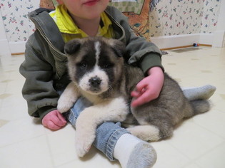 Akita Puppy for sale in MOUNT SOLON, VA, USA