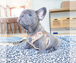 Small Photo #8 French Bulldog Puppy For Sale in ARLINGTON, WA, USA