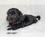 Small Photo #3 Havanese Puppy For Sale in ZION, IL, USA