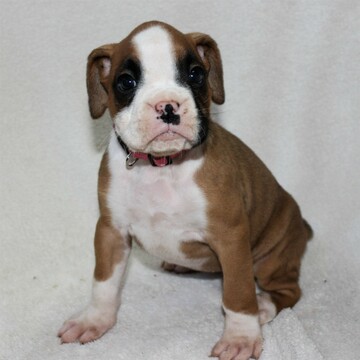 Medium Photo #1 Boxer Puppy For Sale in SINKING SPRING, PA, USA